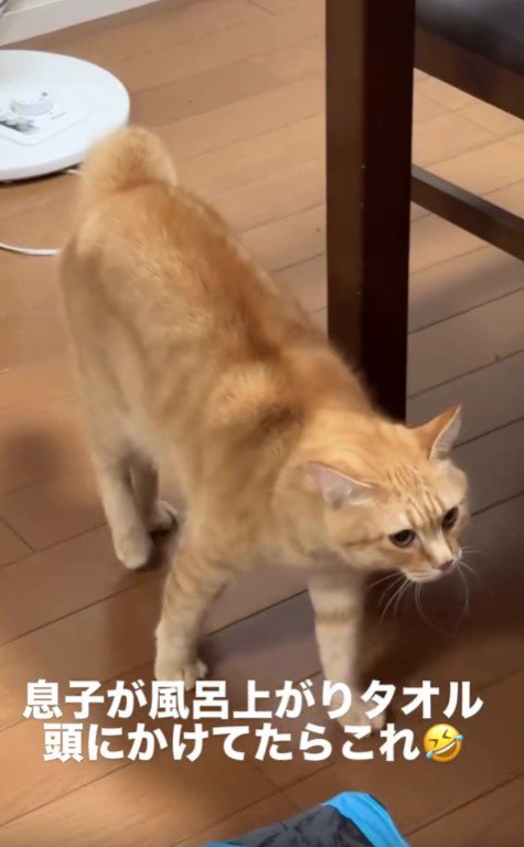 テーブルの横を歩く猫