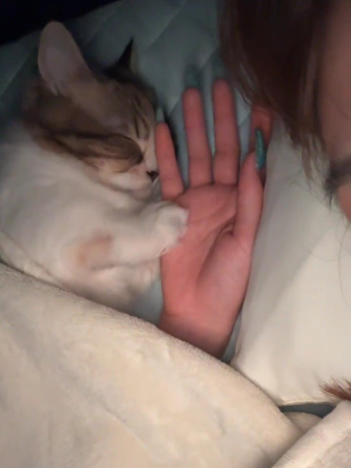 顔をなでられる猫