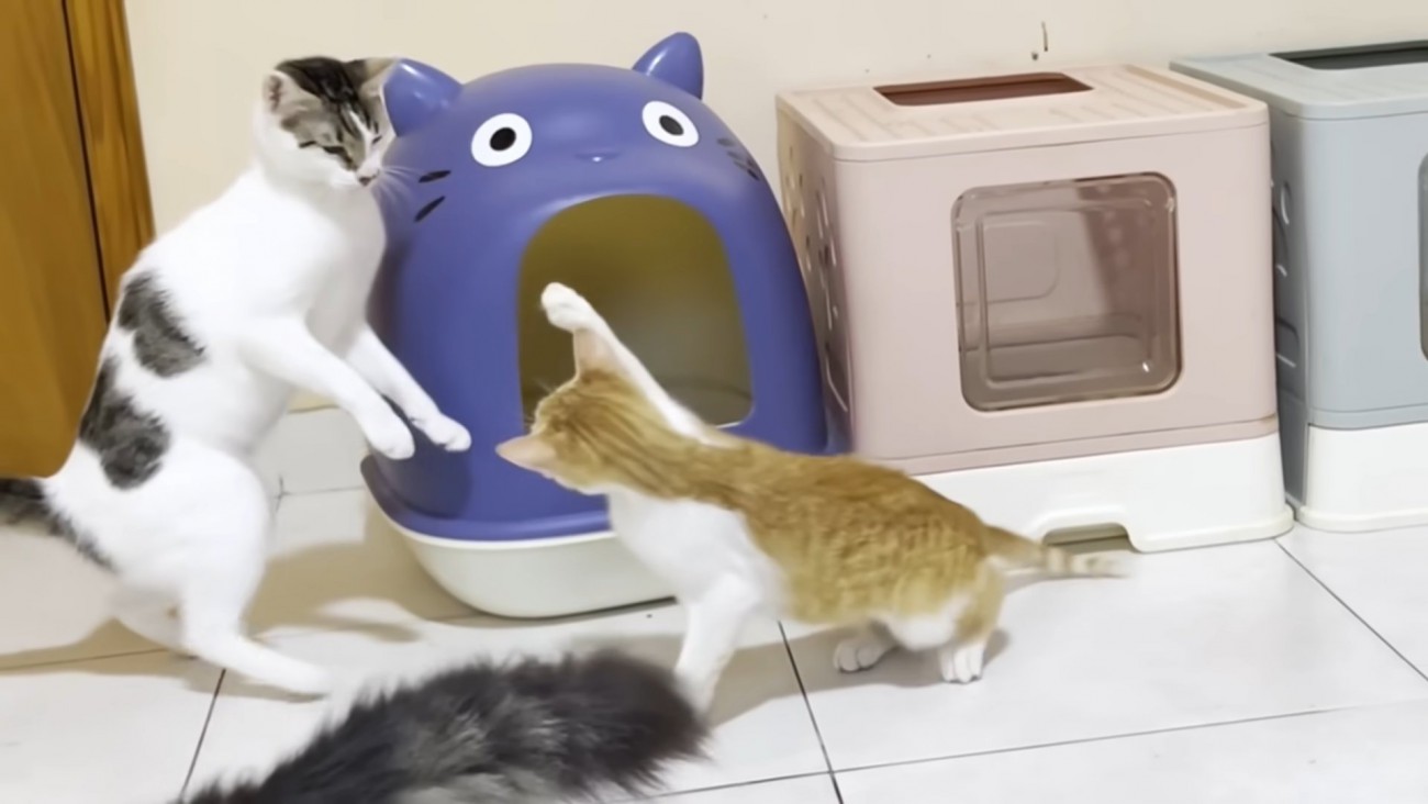 右前足を振り上げる子猫