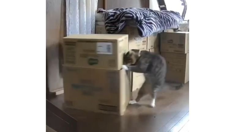 猫と段ボール