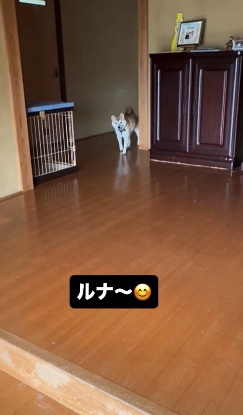 家の奥から顔を出している柴犬