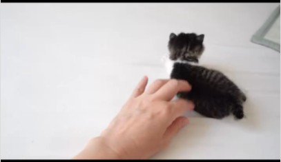 人の手と遊んでいる子猫