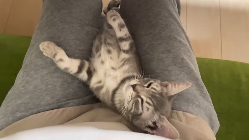 膝の間に入る子猫