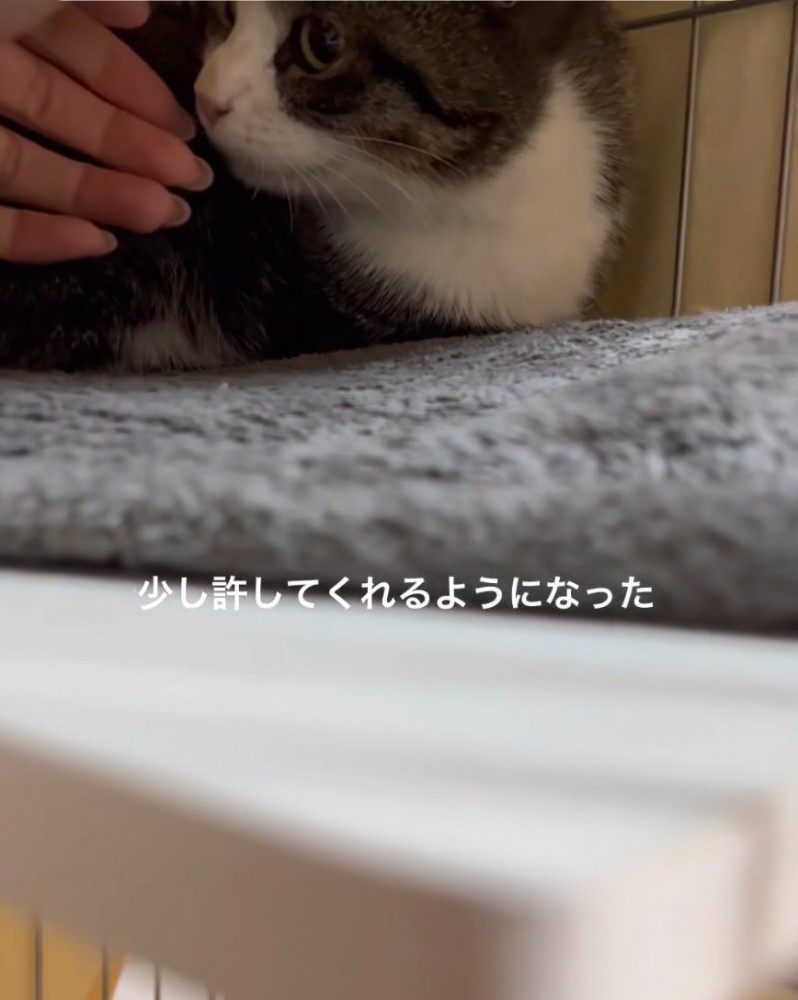 ケージの中に手を入れる