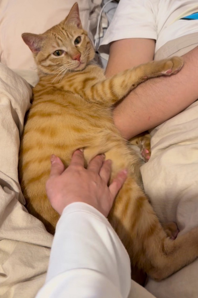 おなかをなでられる猫