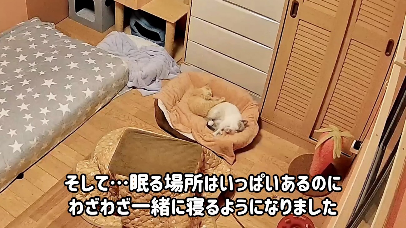 一緒に寝る2匹の子猫