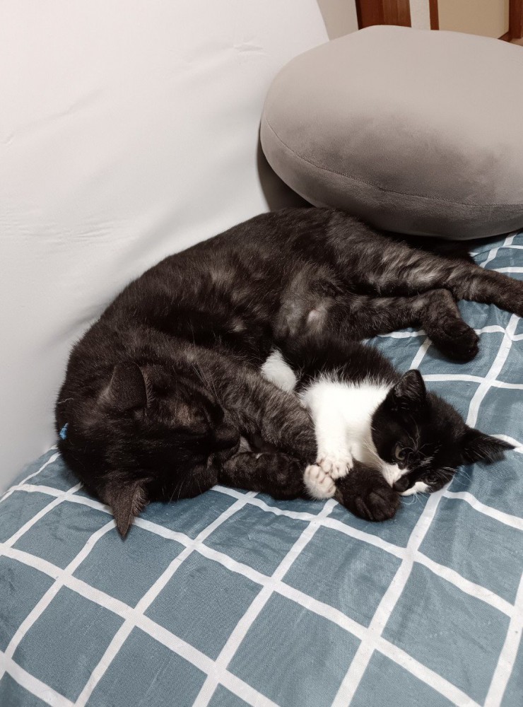 じゃれあう子猫と成猫