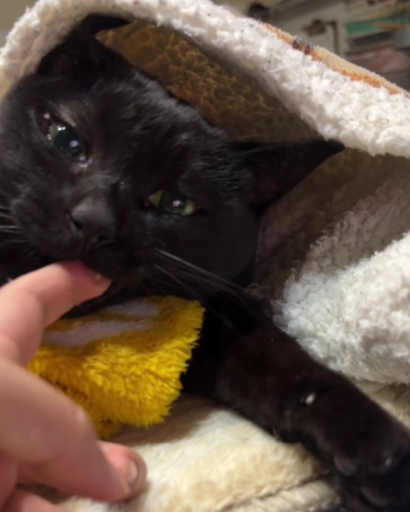 人の指をくわえようとする猫