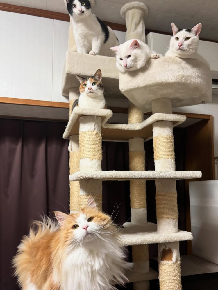 キャットタワーにいる猫たち