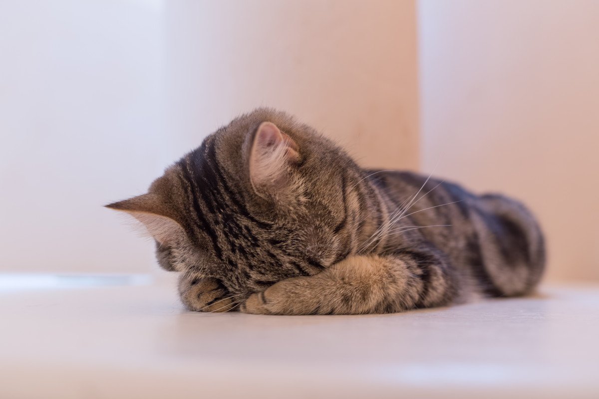 女の寝姿イタズラ 猫の愛らしい『ごめん寝』不思議な寝姿をする4つのワケ どうして苦しくならないの？｜ニフティニュース
