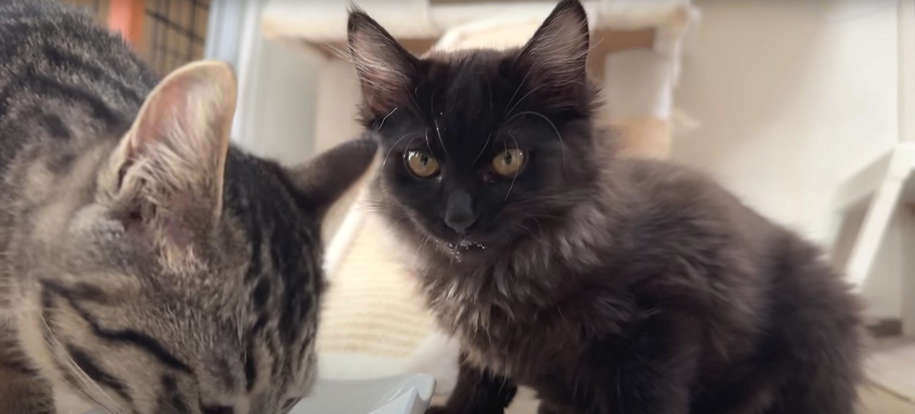 ミルクを飲んでいる子猫