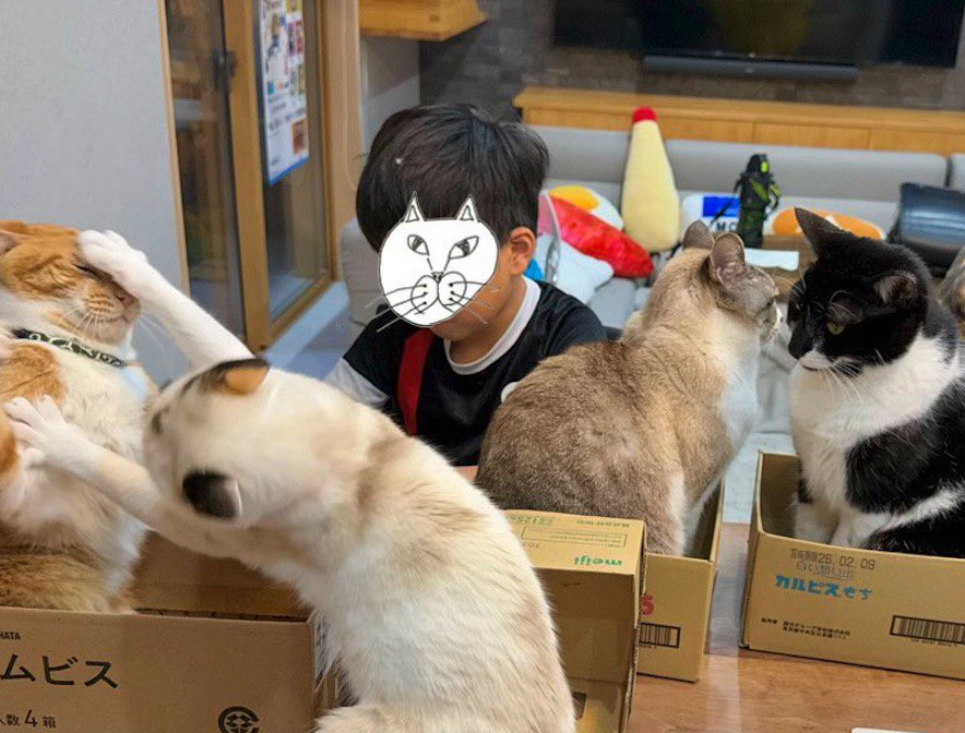 猫に気をとられることなく勉強をする男の子