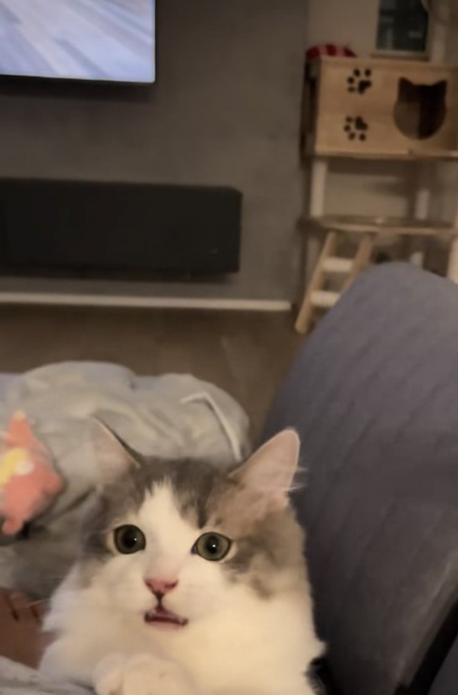 猫じゃらしで遊ぶミヌエット