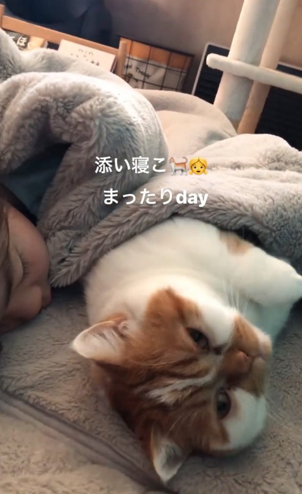 添い寝する猫
