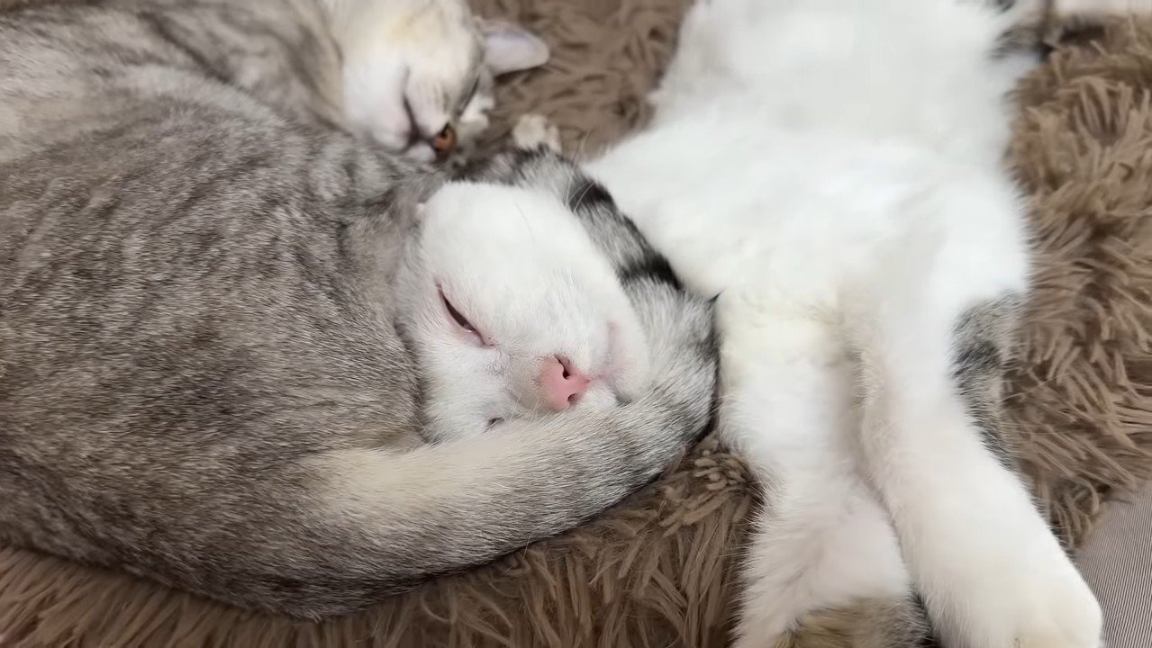 チロくんのアップ
