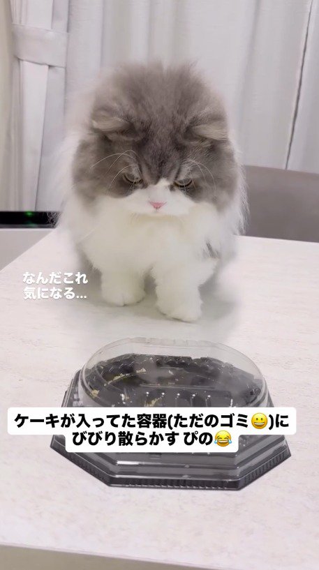 少し遠くに離れてケーキの容器を見つめる猫