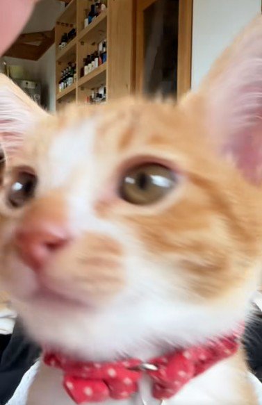 子猫の顔のアップ