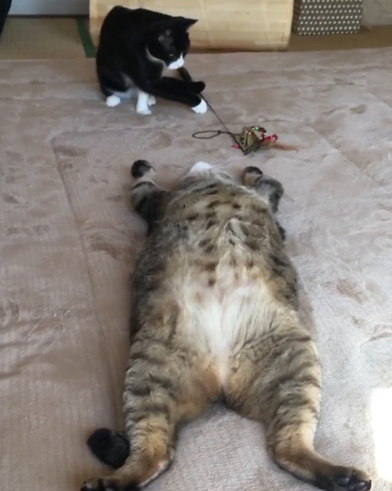 カーペットの上で前足を頭の方に伸ばし、仰向けで眠るキジトラ猫