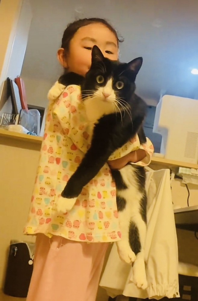 娘さんに抱っこされるハチワレ猫