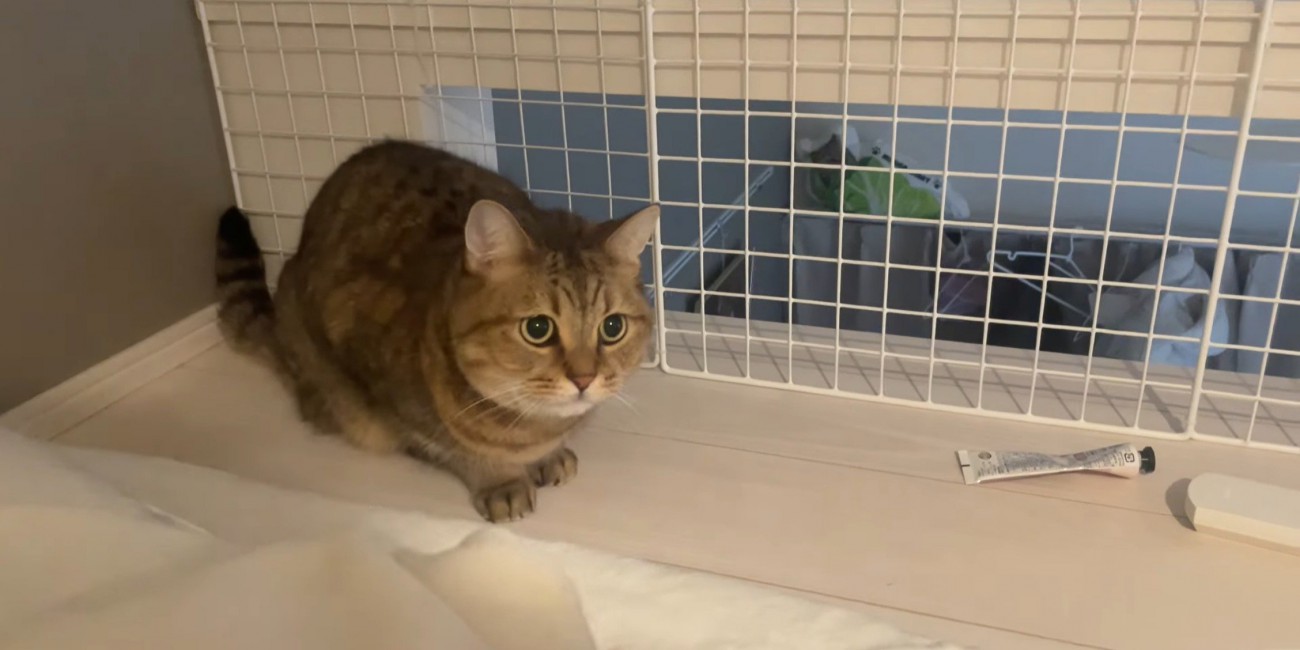 じっと座っている猫