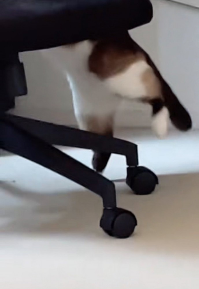 椅子の足を跨ぐ猫の足元