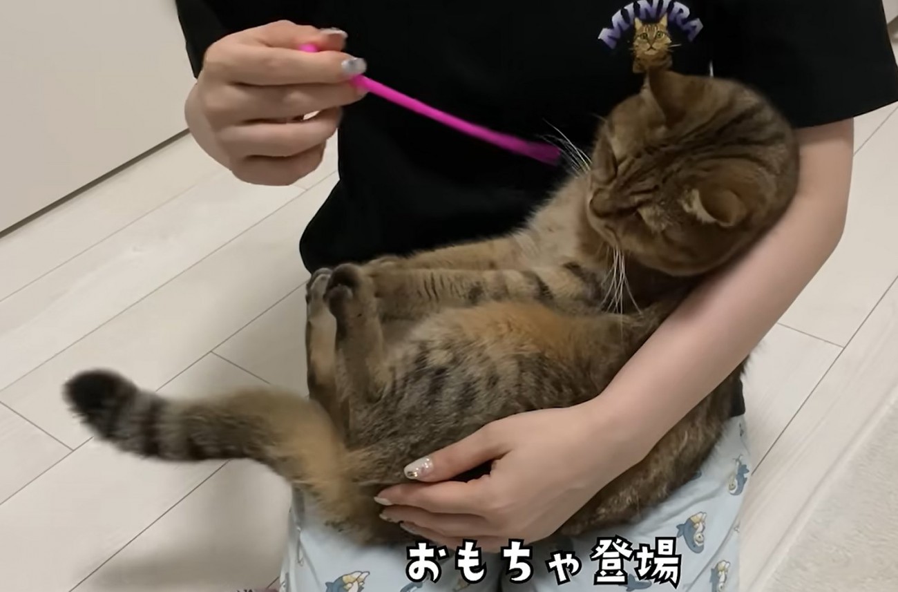 赤ちゃん抱っこをされおもちゃを顔の前に出される猫（おもちゃ登場）