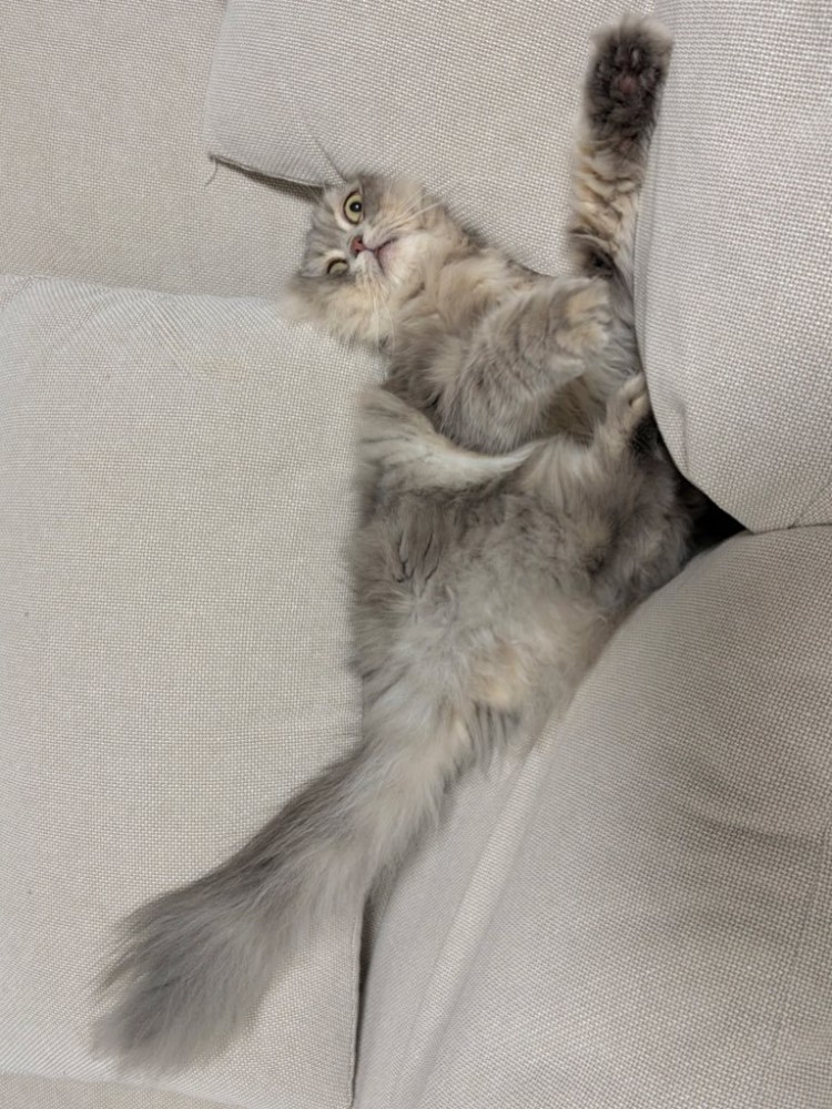 ソファのすき間に仰向けではさまった猫2