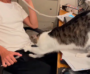 代表の膝の上に乗ろうとする猫