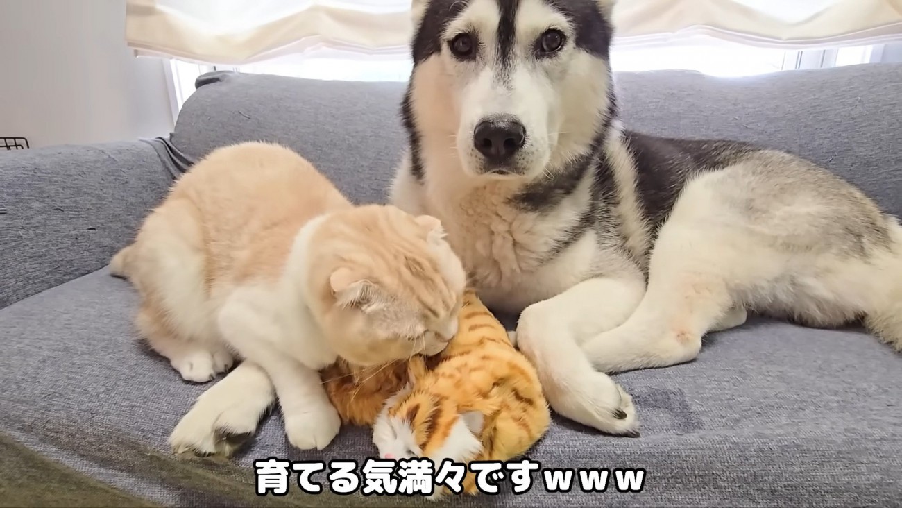 子猫の人形をなめる猫さん