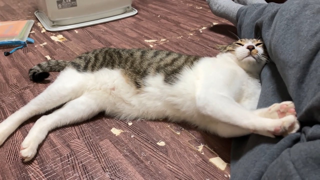 人に寄りかかる猫