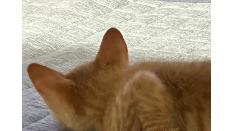 寝ている子猫