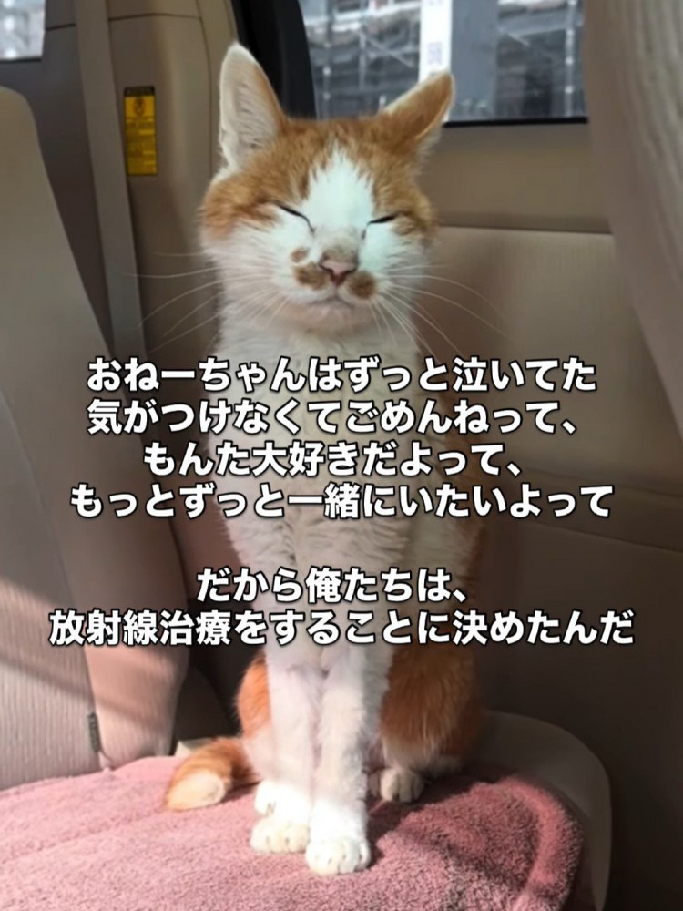 車の中で座る猫