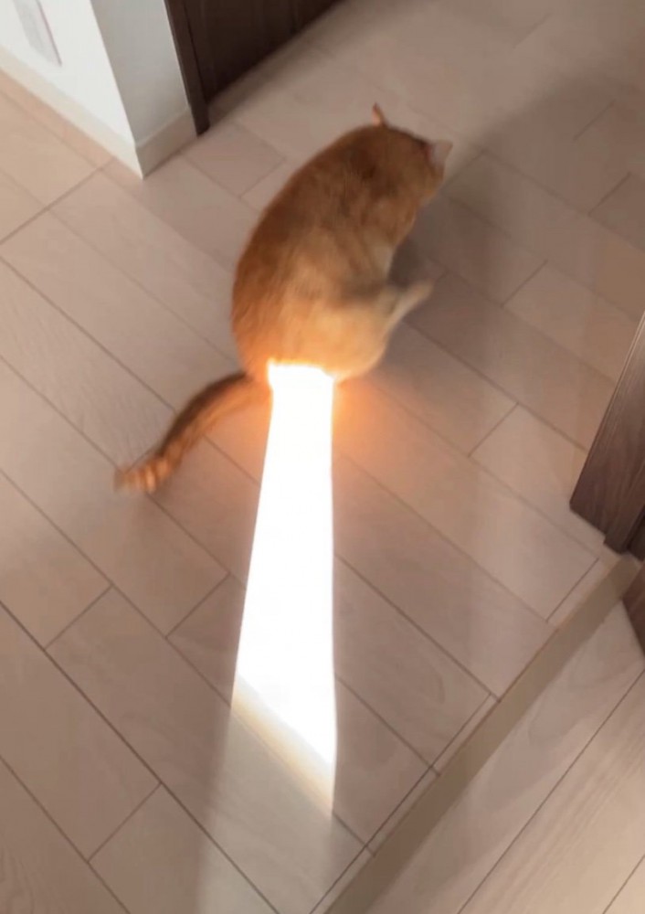 おしりに日光が当たる猫