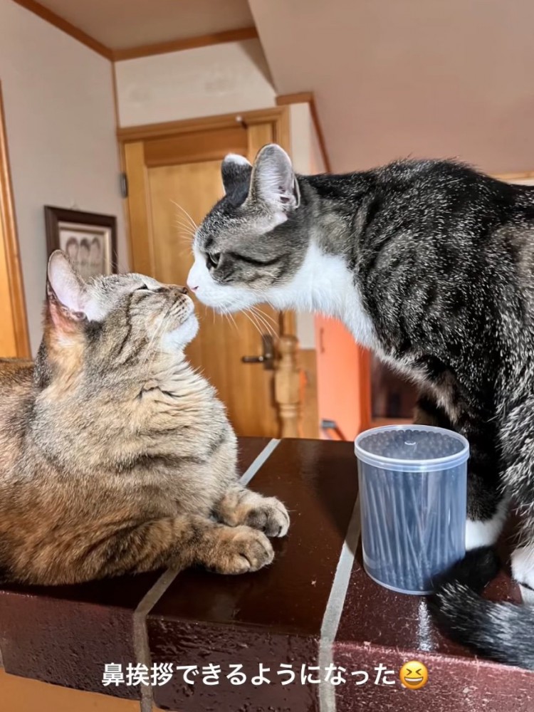 一緒に過ごす猫たち