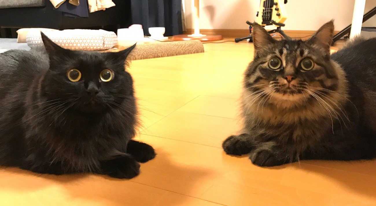 黒猫とトラ模様の猫