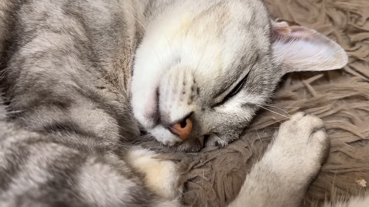 マロちゃんのアップ