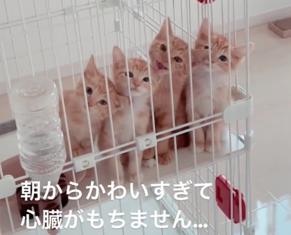 首を傾げる子猫たち