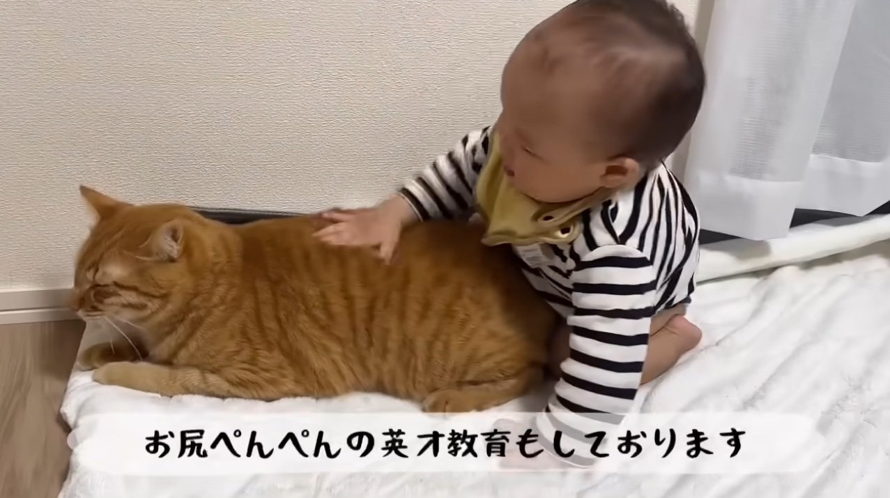 猫をなでている赤ちゃん
