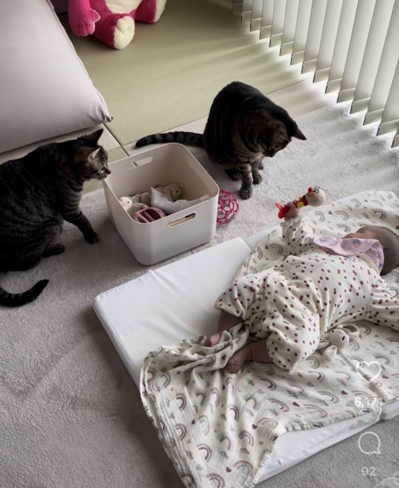 赤ちゃんがオモチャを振り上げそれも見つめる猫