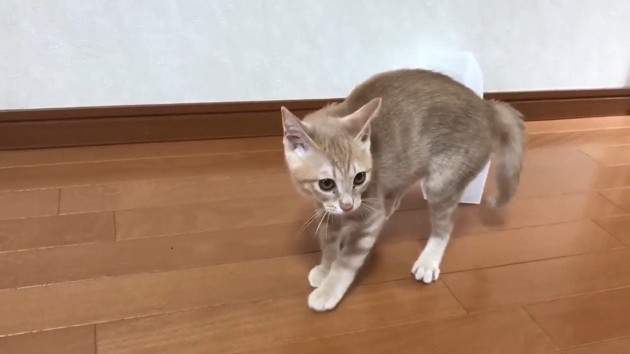 威嚇している猫