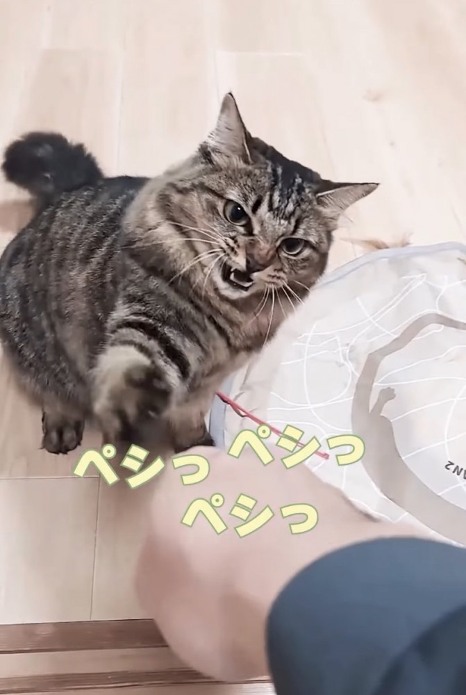 猫パンチする猫