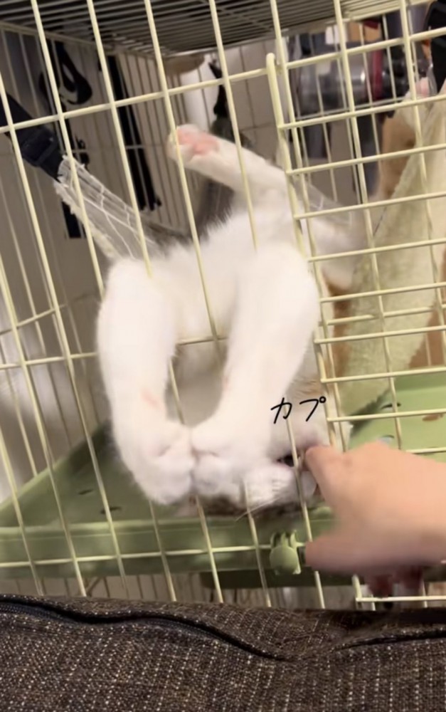ハンモックでくつろぐ猫の写真5