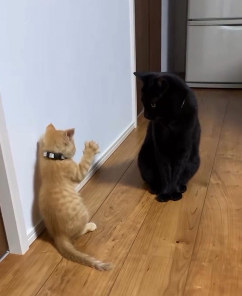 後ろ足で立ち上がって、前足を広げる子猫