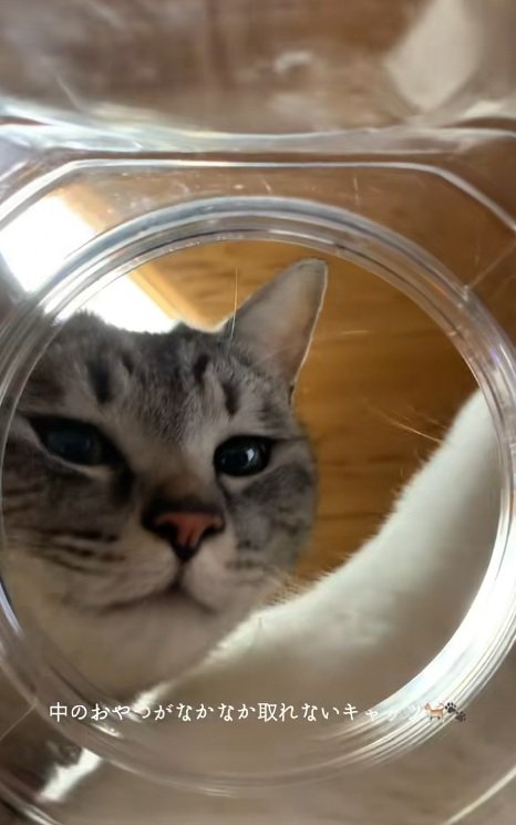 瓶を覗くキジトラ