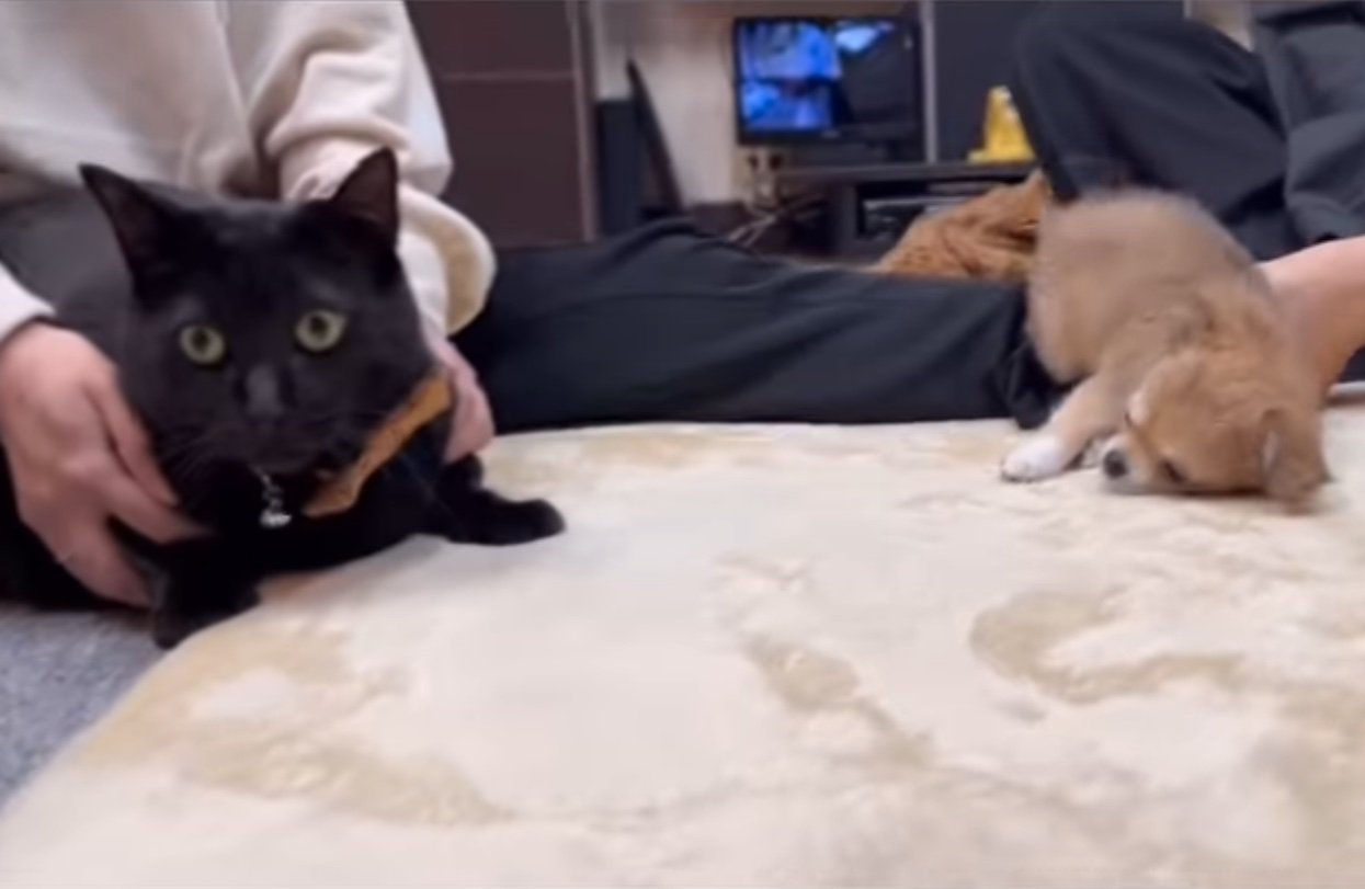 カメラの方を向く猫