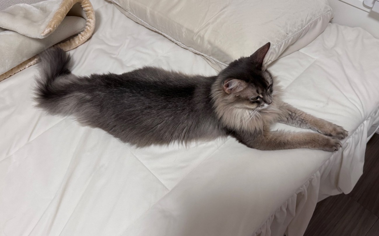 ベッドに寝そべる猫