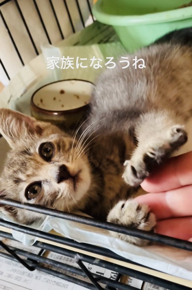 ケージの中でママの指をフミフミする子猫