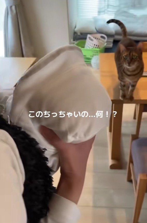 赤ちゃんを抱っこした女性と猫