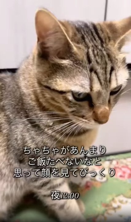 上から猫を見た様子