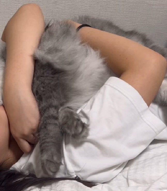 ギューする猫